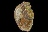 Fossil Horse (Mesohippus) Jaw Section - South Dakota #157469-1